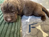 Fred Weasley- Black, a male Newfoundland for sale in Newport News, VA – 1 of 3