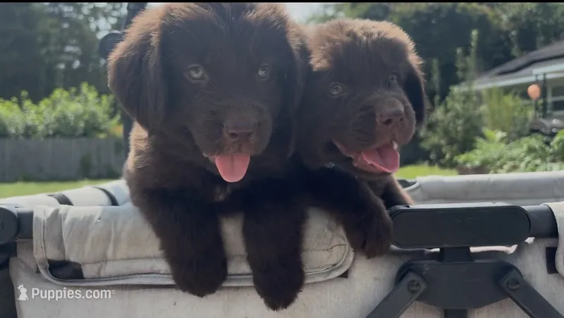 Neville Longbottom – Newfoundland puppy for sale in Newport News, VA