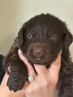 Fred Weasley- Black, a male Newfoundland for sale in Newport News, VA – 2 of 3