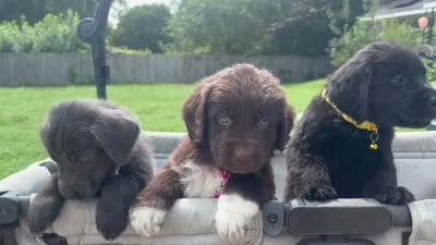 Bellatrix Lestrange - Light Pink, a female Newfoundland for sale in Newport News, VA – 6 of 6