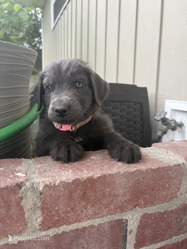 Bellatrix Lestrange - Light Pink – Newfoundland puppy for sale in Newport News, VA