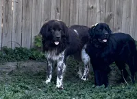 Dobby- Green, a male Newfoundland for sale in Newport News, VA – 3 of 3