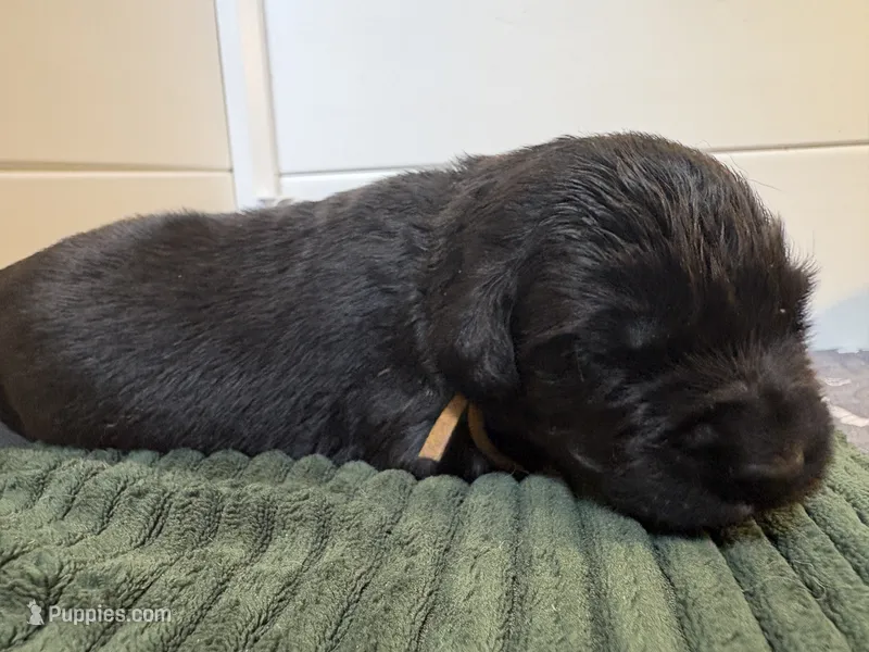 Ginny Weasley- purple – Newfoundland puppy for sale in Newport News, VA