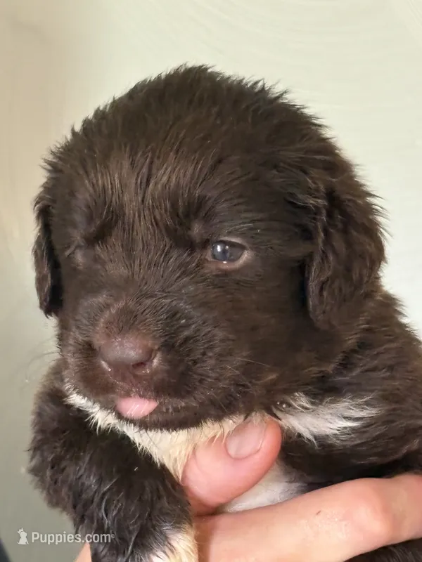Hermione Granger – Newfoundland puppy for sale in Newport News, VA