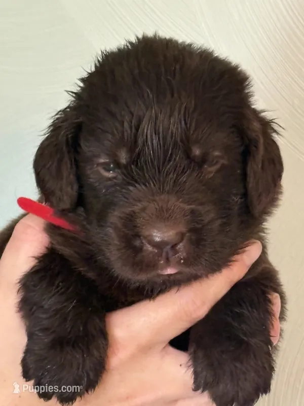 Neville Longbottom – Newfoundland puppy for sale in Newport News, VA