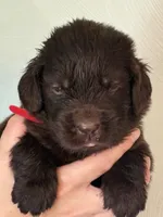 Neville Longbottom, a male Newfoundland for sale in Newport News, VA – 1 of 2