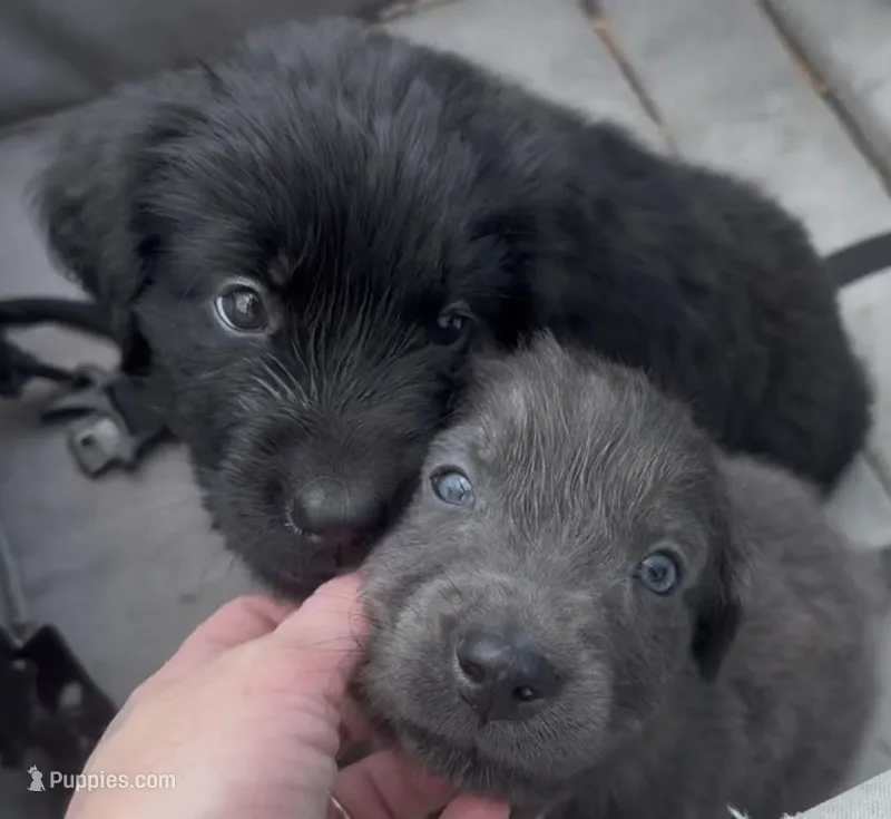 Ginny Weasley- yellow – Newfoundland puppy for sale in Newport News, VA