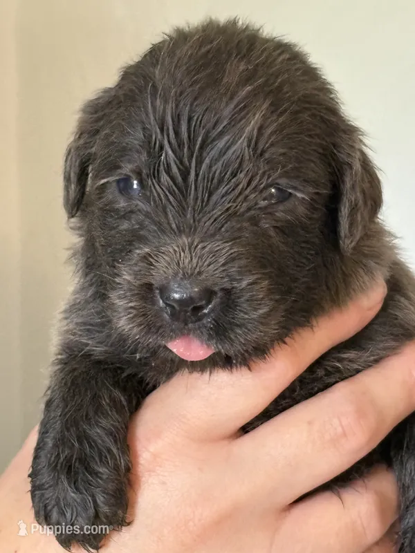 Bellatrix Lestrange - Light Green – Newfoundland puppy for sale in Newport News, VA