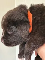 Harry Potter- Orange, a male Newfoundland for sale in Newport News, VA – 3 of 4