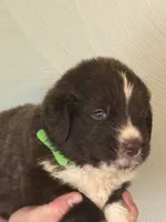 Dobby- Green, a male Newfoundland for sale in Newport News, VA – 2 of 3