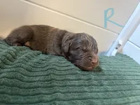 Ron Weasley- Blue, a male Newfoundland for sale in Newport News, VA – 2 of 3