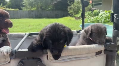 Ginny Weasley- yellow, a female Newfoundland for sale in Newport News, VA – 6 of 6