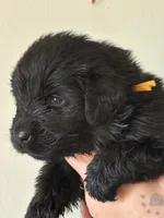 Ginny Weasley- purple, a female Newfoundland for sale in Newport News, VA – 2 of 4
