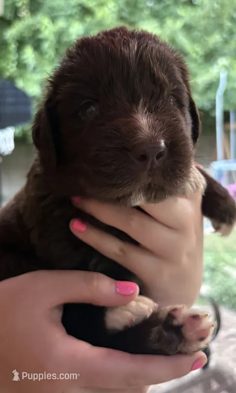 Harry Potter- Orange – Newfoundland puppy for sale in Newport News, VA