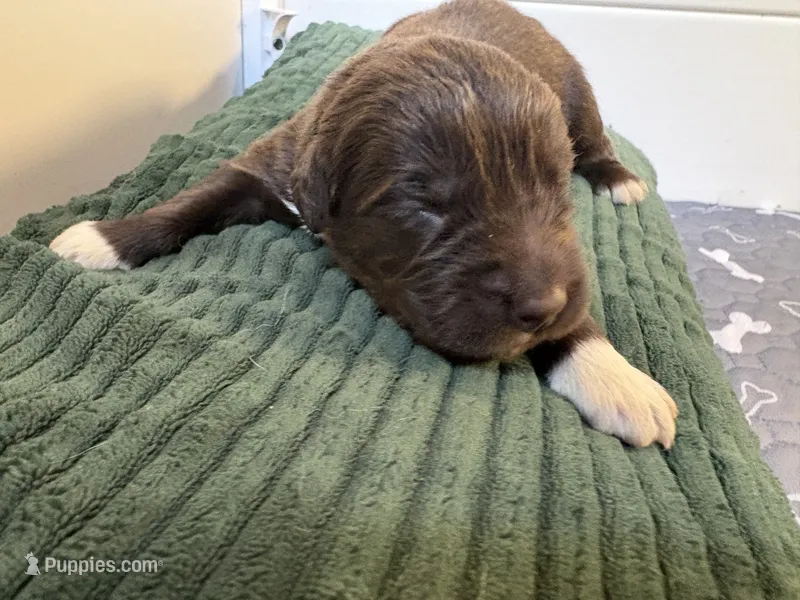 Hermione Granger – Newfoundland puppy for sale in Newport News, VA