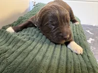 Hermione Granger, a female Newfoundland for sale in Newport News, VA – 1 of 1