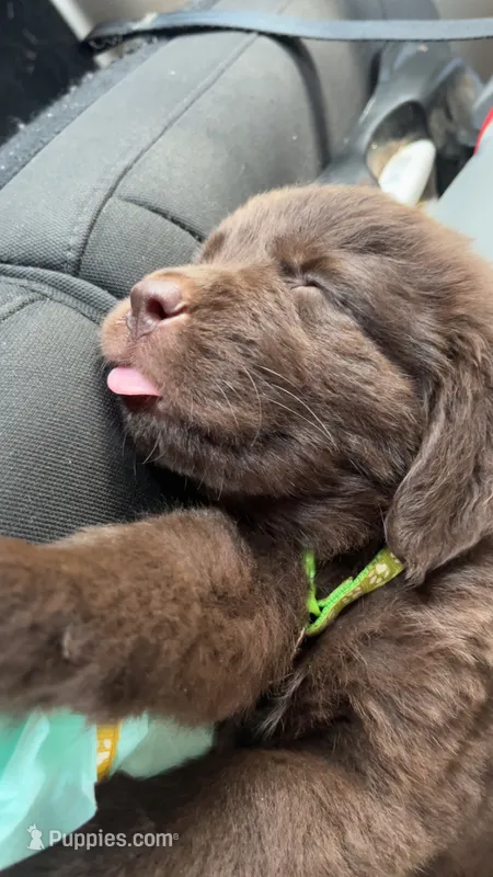 Ron Weasley- Blue – Newfoundland puppy for sale in Newport News, VA