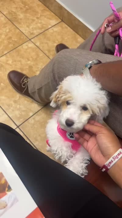 Cinnamon, a female Poodle - Miniature  for sale in Port Orange, FL – 4 of 4