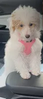 Cinnamon, a female Poodle - Miniature  for sale in Port Orange, FL – 3 of 4