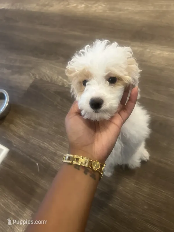 Cinnamon – Poodle - Miniature  puppy for sale in Port Orange, FL