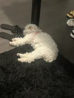 Cinnamon, a female Poodle - Miniature  for sale in Port Orange, FL – 2 of 4