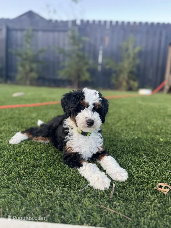 Mr. Green – Miniature Aussiedoodle puppy for sale in San Antonio, TX