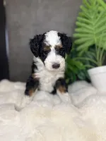 Mr. Green, a male Miniature Aussiedoodle for sale in San Antonio, TX – Photo 4 of 4