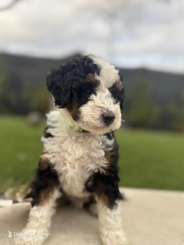 Mr. Green – Miniature Aussiedoodle puppy for sale in San Antonio, TX