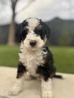 Mr. Green, a male Miniature Aussiedoodle for sale in San Antonio, TX – Photo 2 of 4