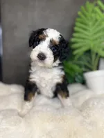Mr. Green, a male Miniature Aussiedoodle for sale in San Antonio, TX – Photo 3 of 4