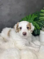 Mr. Red, a male Miniature Aussiedoodle for sale in San Antonio, TX – Photo 3 of 4