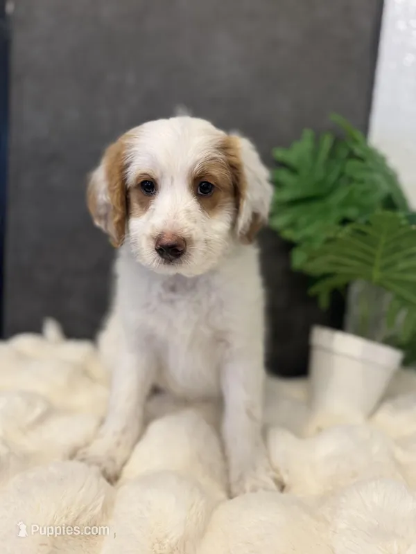 Mr. Red – Miniature Aussiedoodle puppy for sale in San Antonio, TX