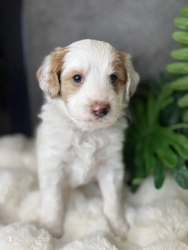 Mr. Red – Miniature Aussiedoodle puppy for sale in San Antonio, TX