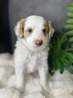 Mr. Red, a male Miniature Aussiedoodle for sale in San Antonio, TX – Photo 1 of 4