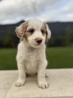 Mr. Red, a male Miniature Aussiedoodle for sale in San Antonio, TX – Photo 2 of 4