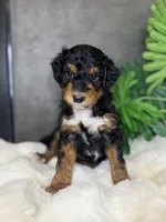 Mr. Blue , a male Miniature Aussiedoodle for sale in San Antonio, TX – Photo 4 of 4