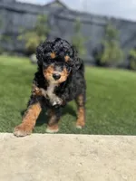 Mr. Blue , a male Miniature Aussiedoodle for sale in San Antonio, TX – Photo 1 of 4