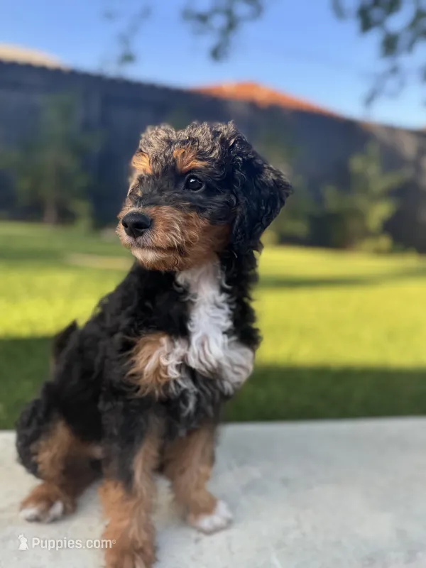 Mr. Blue  – Miniature Aussiedoodle puppy for sale in San Antonio, TX