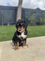 Mr. Blue , a male Miniature Aussiedoodle for sale in San Antonio, TX – Photo 2 of 4
