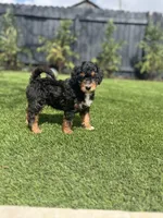 Mr. Blue , a male Miniature Aussiedoodle for sale in San Antonio, TX – Photo 3 of 4