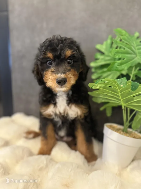 Mr. Blue  – Miniature Aussiedoodle puppy for sale in San Antonio, TX