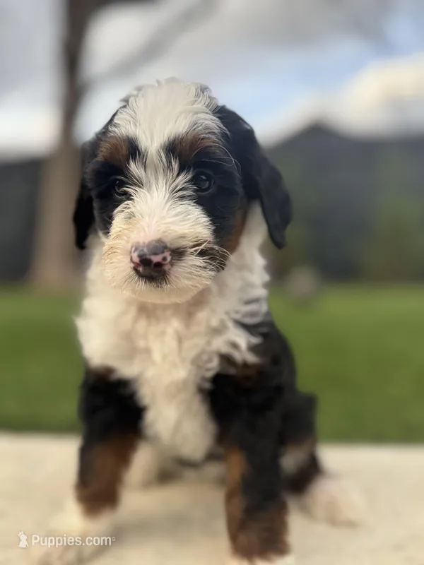 Ms. Pink – Miniature Aussiedoodle puppy for sale in San Antonio, TX