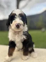 Ms. Pink, a female Miniature Aussiedoodle for sale in San Antonio, TX – Photo 2 of 3