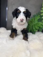 Ms. Pink, a female Miniature Aussiedoodle for sale in San Antonio, TX – Photo 3 of 3