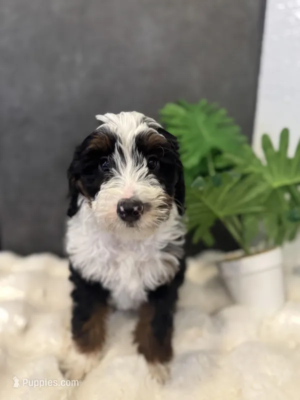 Ms. Pink – Miniature Aussiedoodle puppy for sale in San Antonio, TX