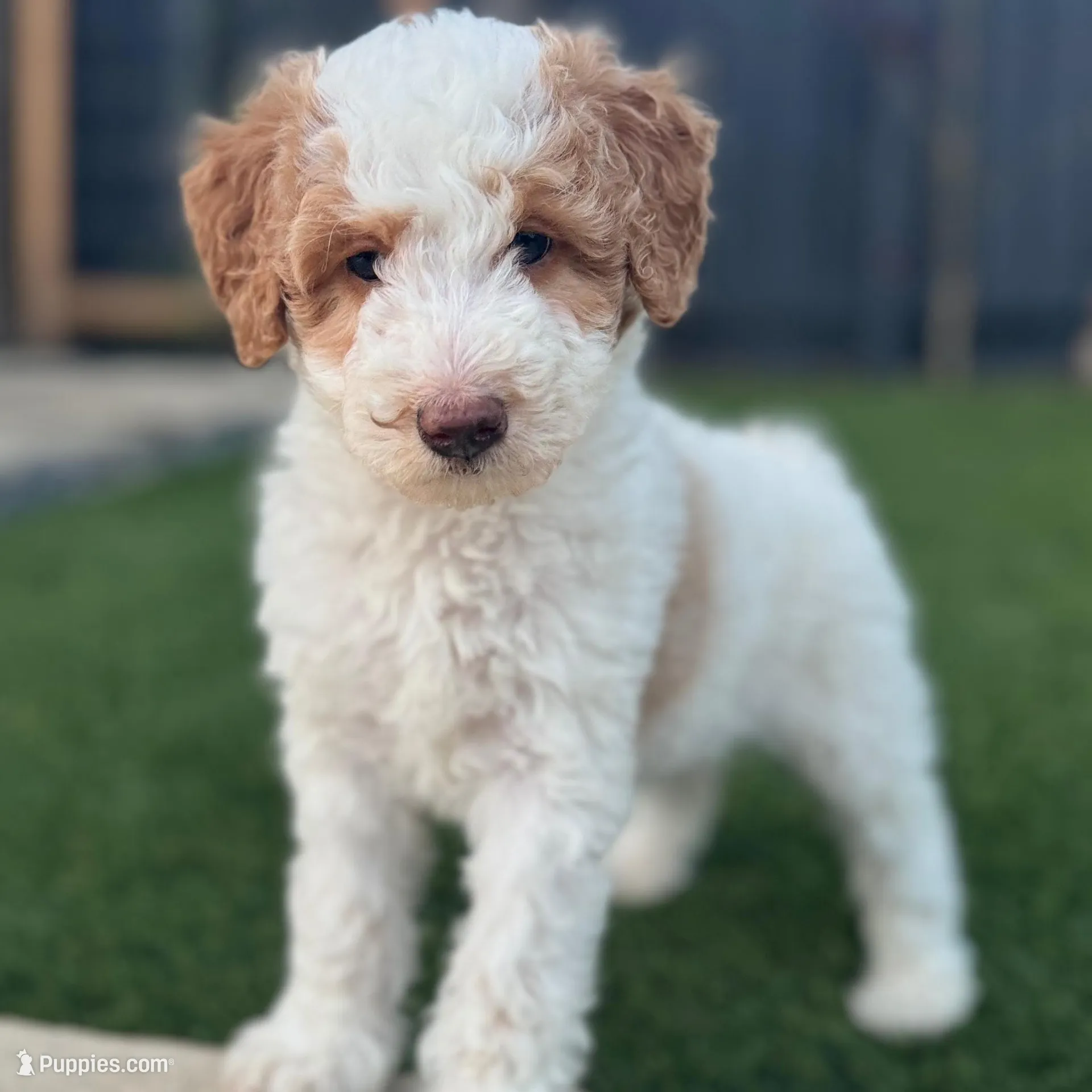 Ms. Teal, a female Miniature Aussiedoodle for sale in San Antonio, TX – Photo 2 of 5