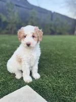 Ms. Teal, a female Miniature Aussiedoodle for sale in San Antonio, TX – Photo 5 of 5