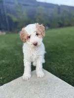 Ms. Teal, a female Miniature Aussiedoodle for sale in San Antonio, TX – Photo 1 of 5