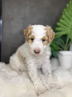 Ms. Teal, a female Miniature Aussiedoodle for sale in San Antonio, TX – Photo 4 of 5