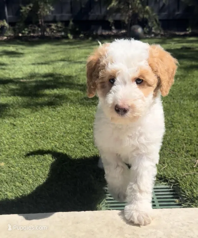 Ms. Teal – Miniature Aussiedoodle puppy for sale in San Antonio, TX